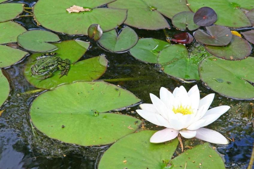 Vakantiepark Hessenheem 6 - foto 23