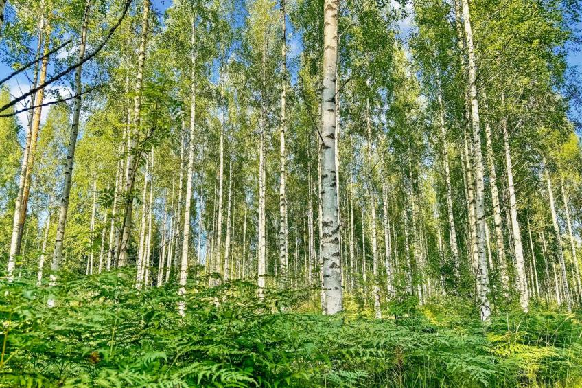 Satakieli, seeteri - foto 27