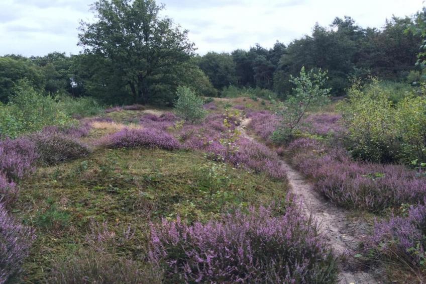 Vakantiepark Klein Vink 21 - foto 33