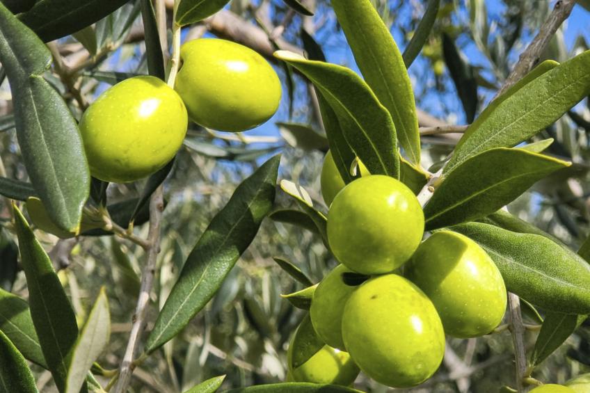 Charmantes Ferienhaus in Ciciano mit Grill, Garten und gemeinsamem Pool und Pan - foto 4