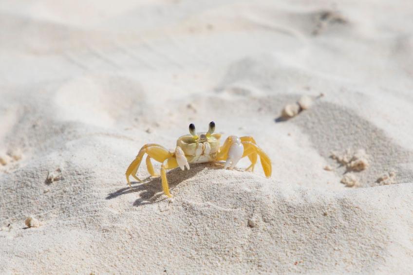 Poolside Bliss - Tropische Erholung im Paradise Apartment 3 - foto 6