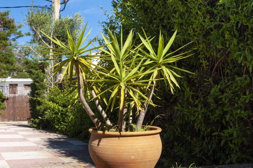 1233 VILA NEUS con piscina - foto 36