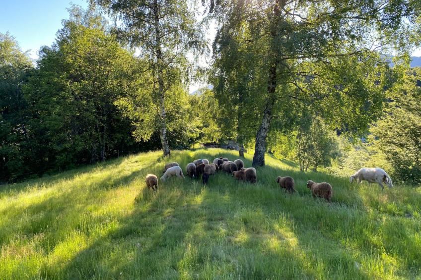 Typisches Tessiner Landleben im Centovalli - foto 14