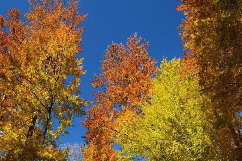 Bospark de Schaapskooi 10 - foto 33