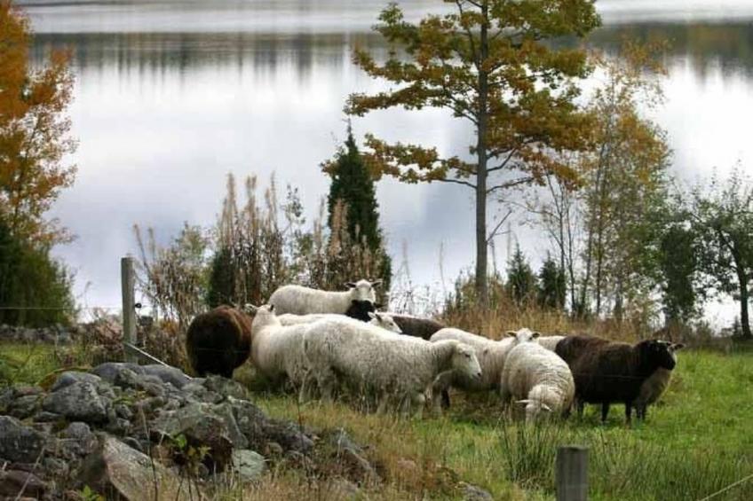 Haus mit toller Aussicht an einem schönen See - foto 7