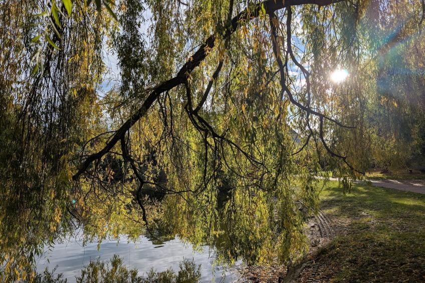 Mercure Hotel - Standard King Room - foto 29