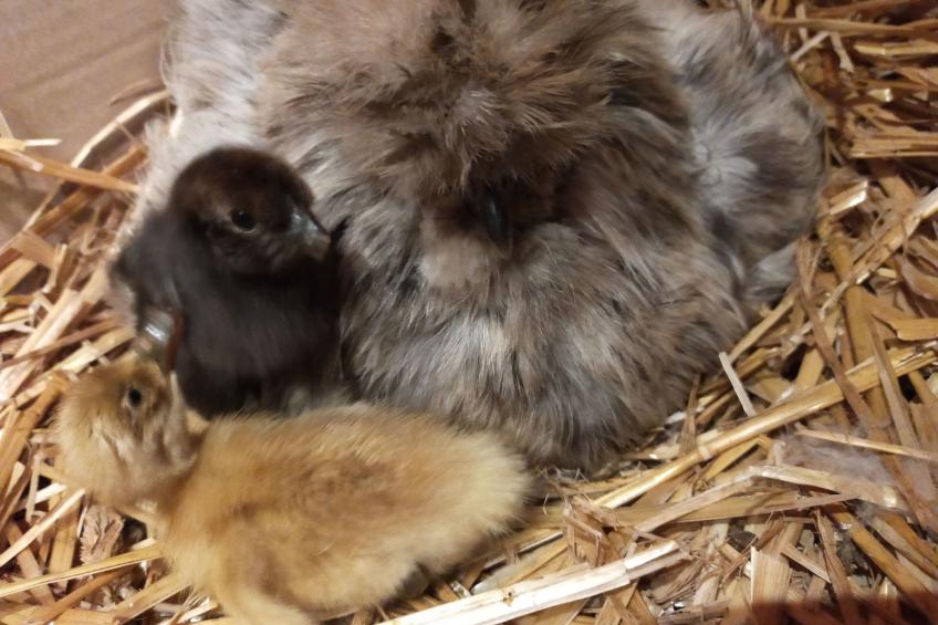 Pleine Nature in der Bretagne - foto 36