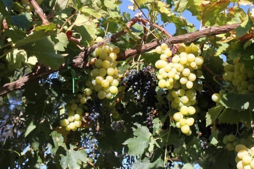 Villa Bobolino auf dem Lande mit privatem Pool - foto 34