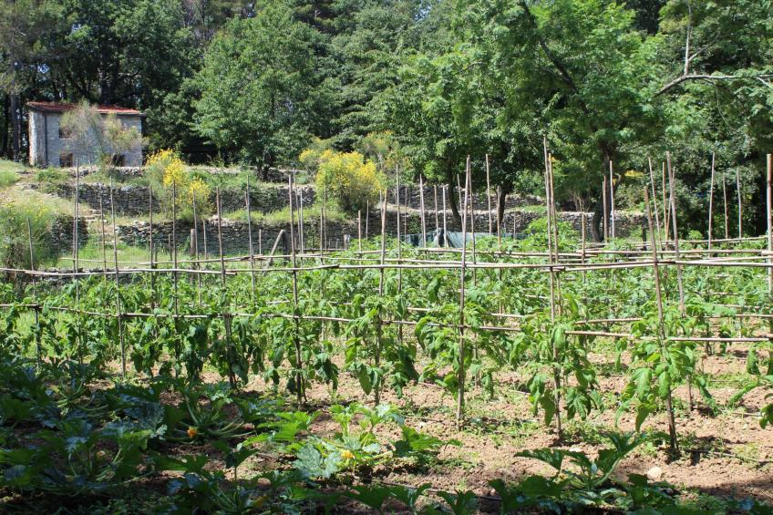 Mago in Ameglia - foto 47