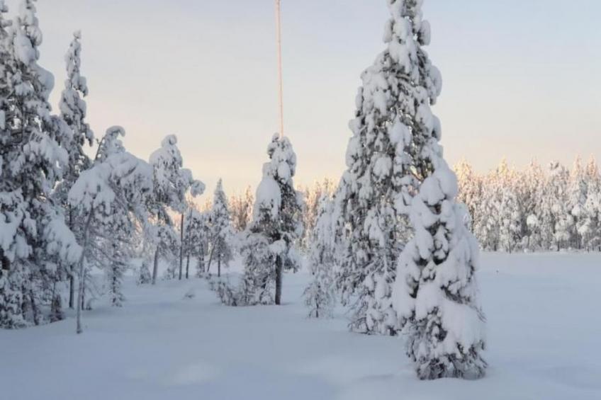 Gemütliches Ferienhaus in der Wildnis Lapplands - foto 5