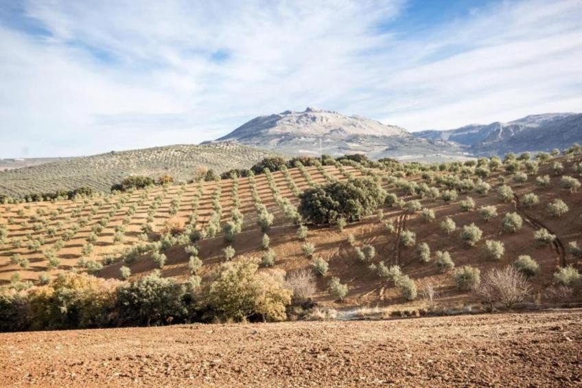 Cortijo Los Alazores - foto 35
