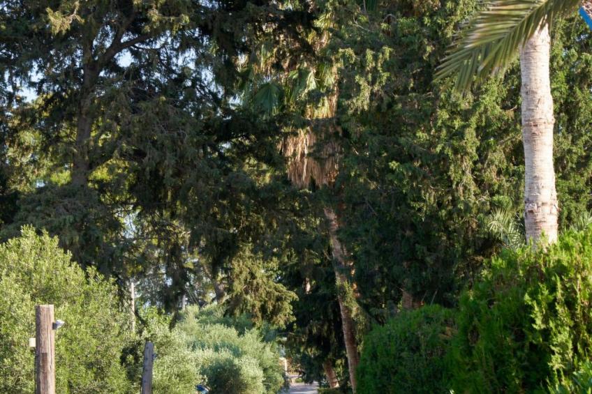 in Polis Chrysochous mit Offenem Kamin - foto 25