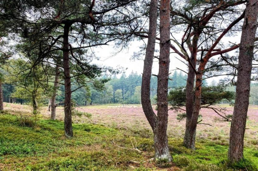 Halseweg 54 - foto 38