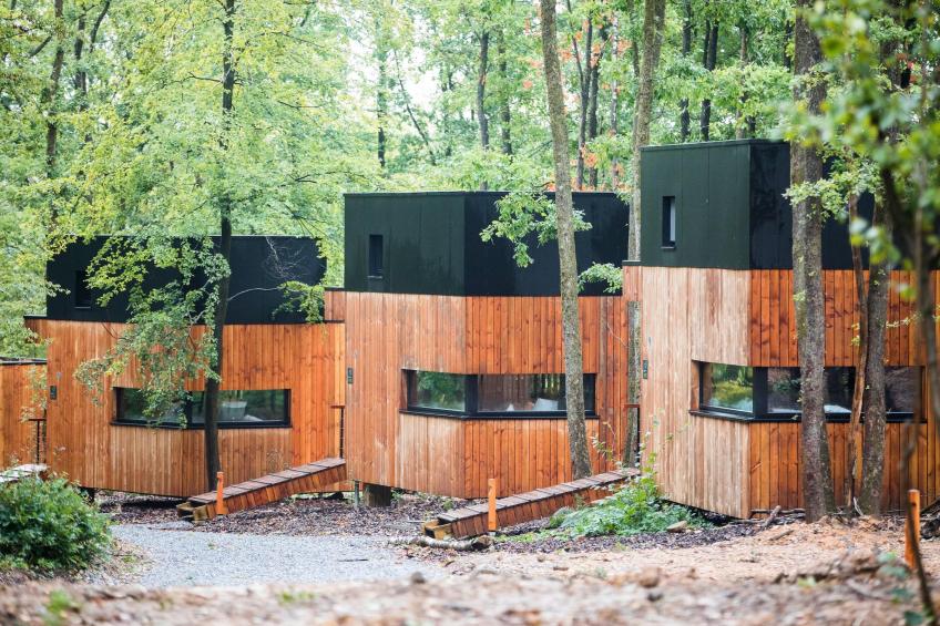 Forest Cube Tradition - foto 5