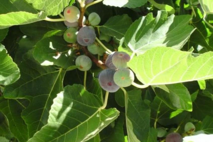 Appartement Fuseta Ria Resort - foto 4