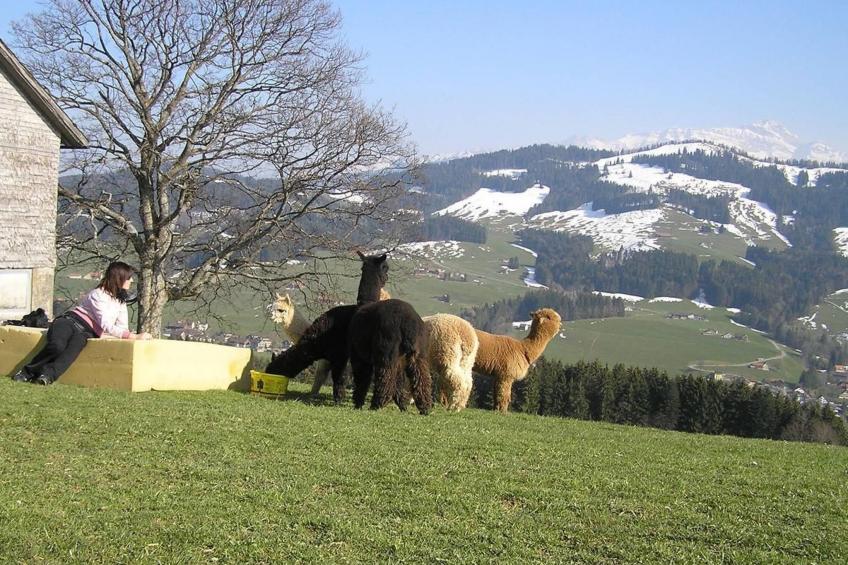 Alpakahof Ferien - foto 23