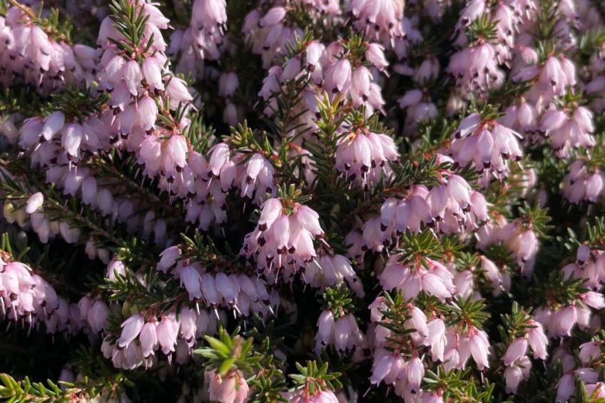 Rockpool Cottage - foto 20