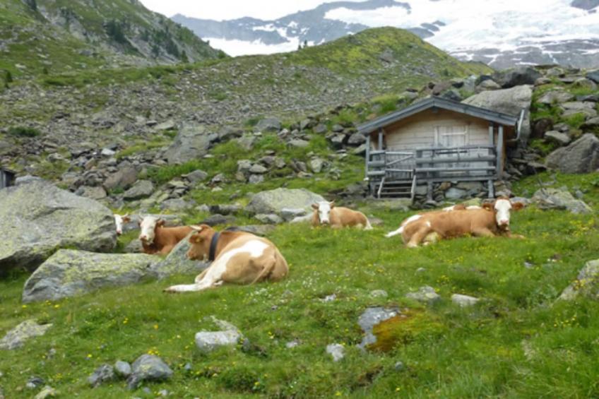 Gernkogelblick - foto 14