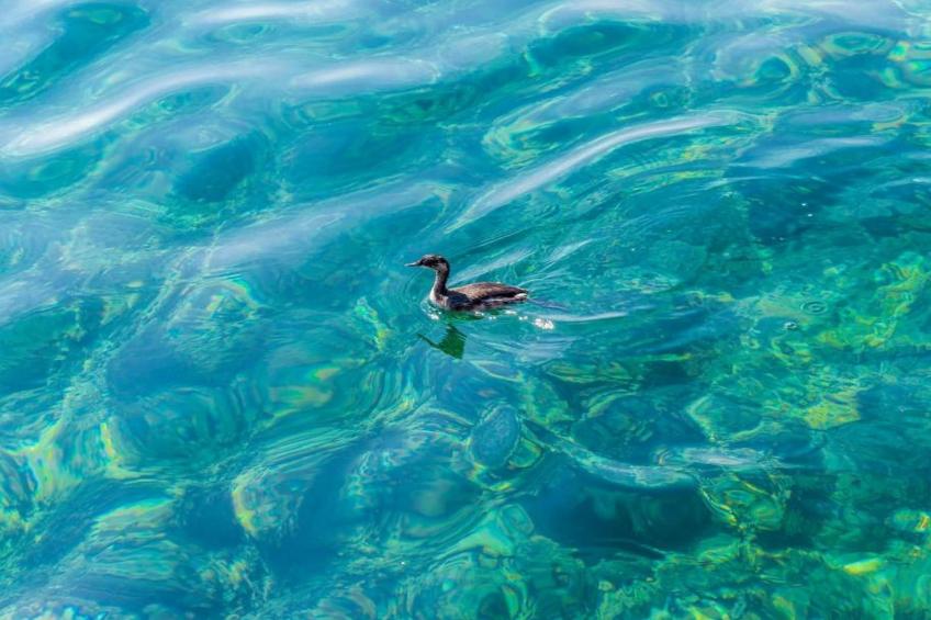 Apartments Rašica Molunat - One Bedroom Apartment with Patio and Sea View (Soba do kamina) - foto 12