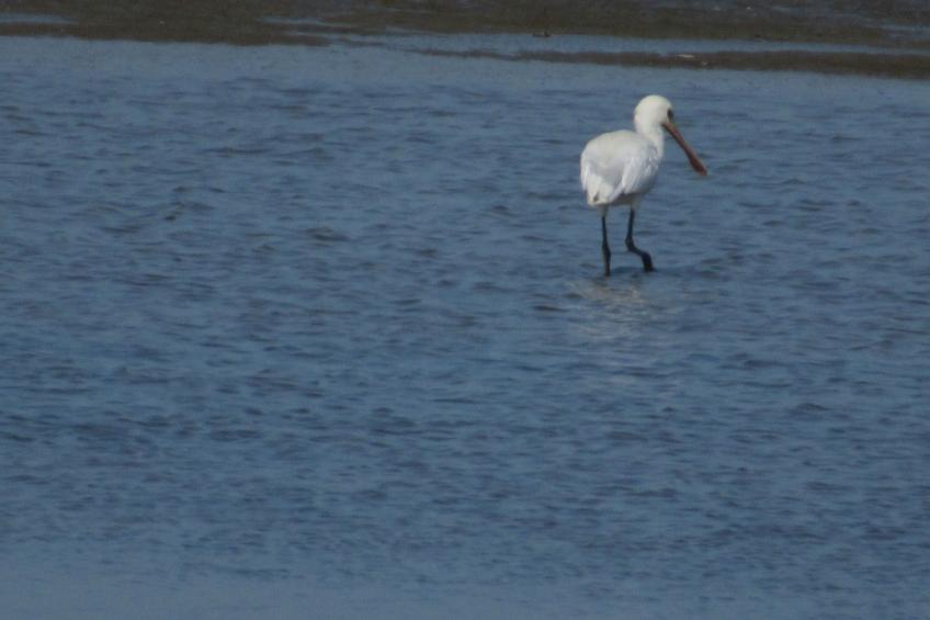 Gemütliches Mobilheim mit 3 Schlafzimmern - foto 5