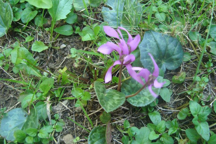 mit Terrasse, Grill und Garten - foto 46