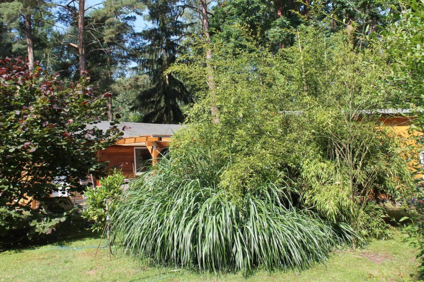 Bungalow Waldidyll - foto 9