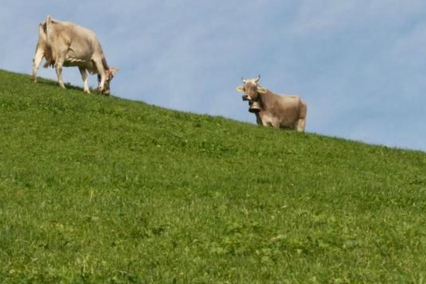 Hasenbüel - foto 19