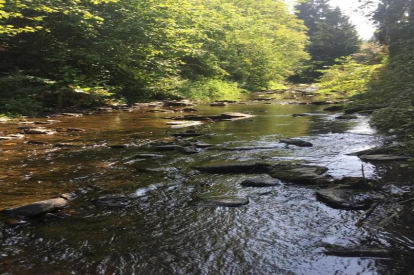 The Heart and Joy - foto 36