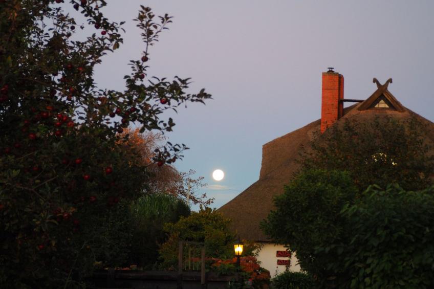 Morgensünn- Nette Wohnung in Althagen mit Terras - foto 18