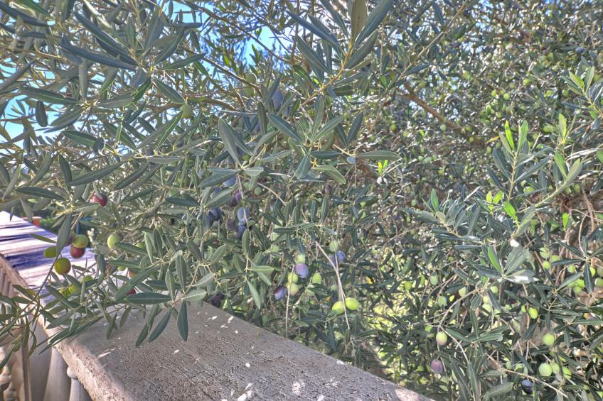 Apartment Rosa - foto 18