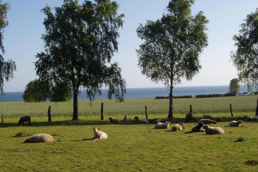 mit Meerblick - direkt an der Ostsee - foto 12