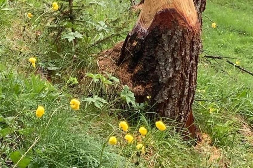 Pensiun Tung - foto 42