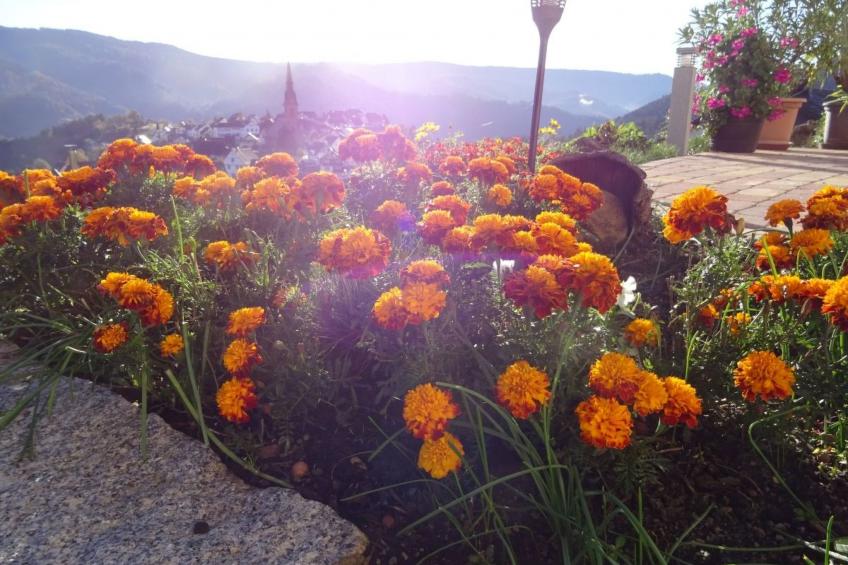 Am Keschtewaeldele - foto 20