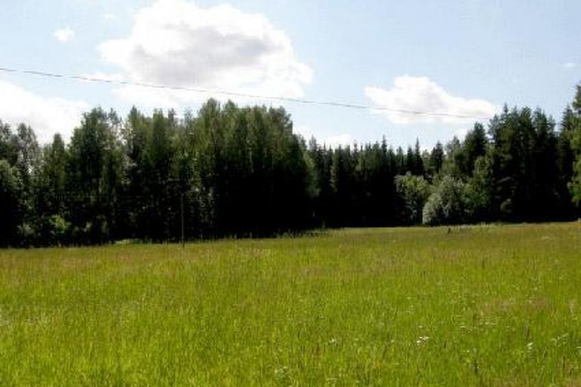 Lokki - foto 6