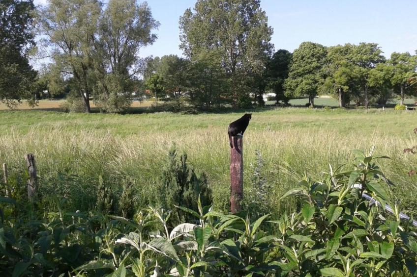 Schwalbennest - foto 37