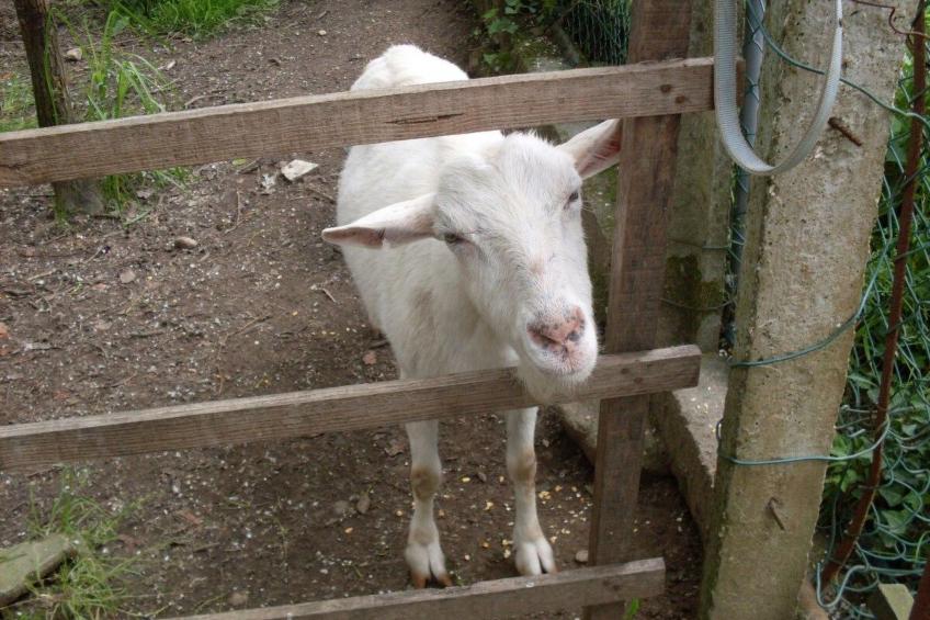 Maison du Moulin in Bauernhof - foto 52