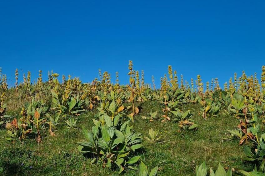 Wohnung in altem, renoviertem Bauernhaus - foto 44