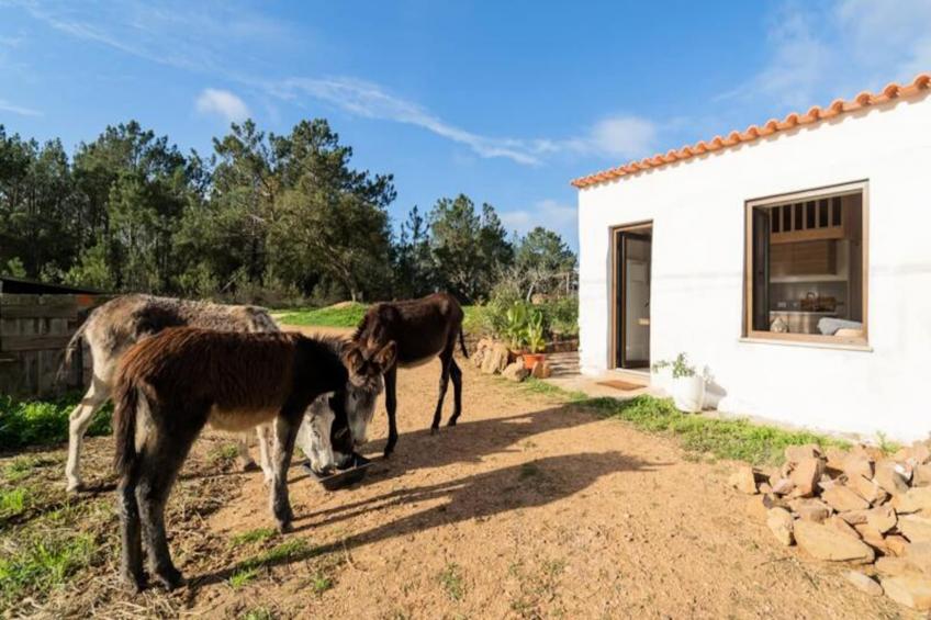 Casinha Da Paz - foto 34