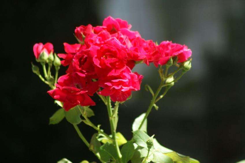 für vier Personen mit Balkon im ersten Obergeschoss gelegen - foto 36