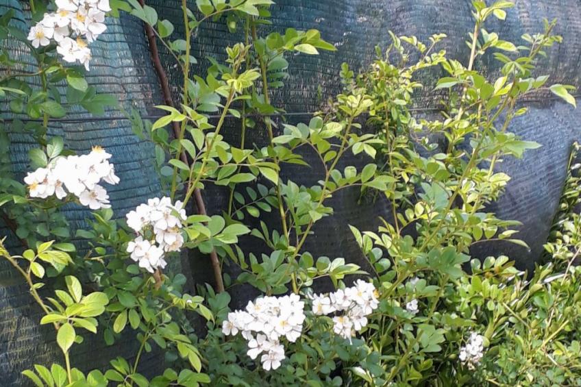 Quinta D'Avó Amélia, wunderschönes Landhaus zwischen den Bergen und dem Meer - foto 47