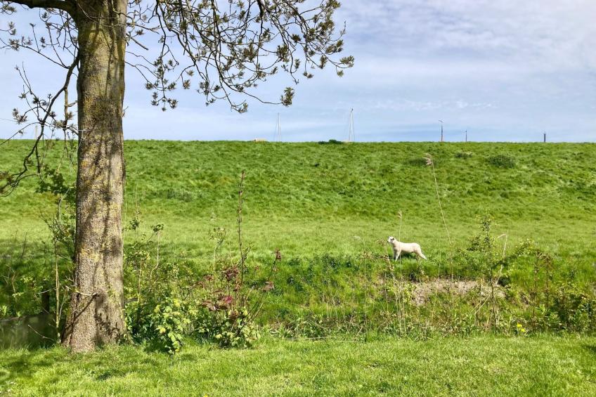 155 Joke am Deich - foto 20