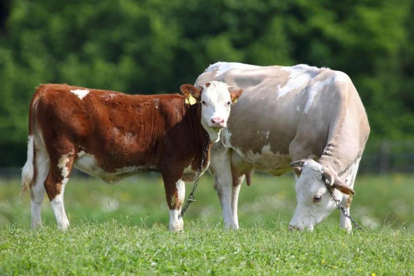 Apartments Jezerane - Studio Apartment - foto 13