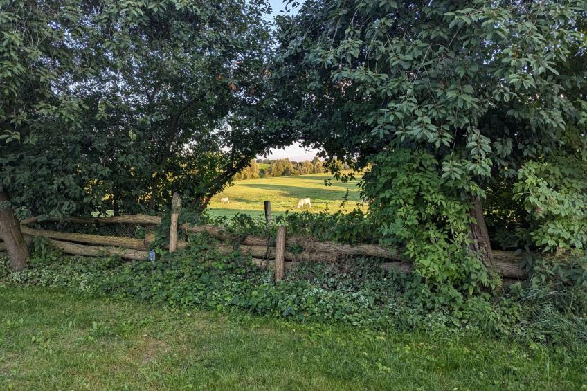 in Berkenlatten mit Großer Terrasse - foto 9