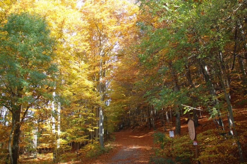Wohnung in Bad Harzburg mit Garten - foto 27
