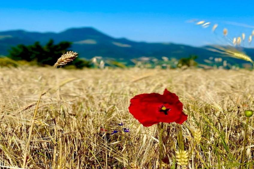 Binnella 18 - foto 24