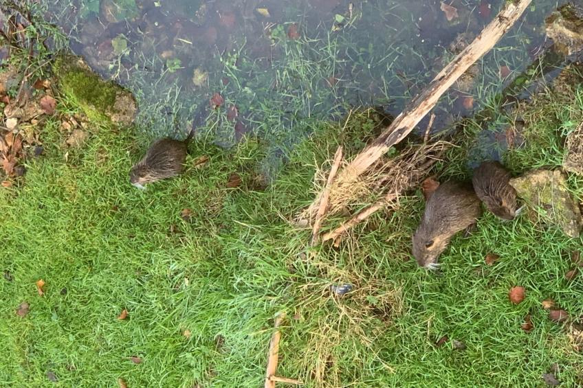 Normannisches Haus mit großem Garten in der Nähe von Paris - foto 14