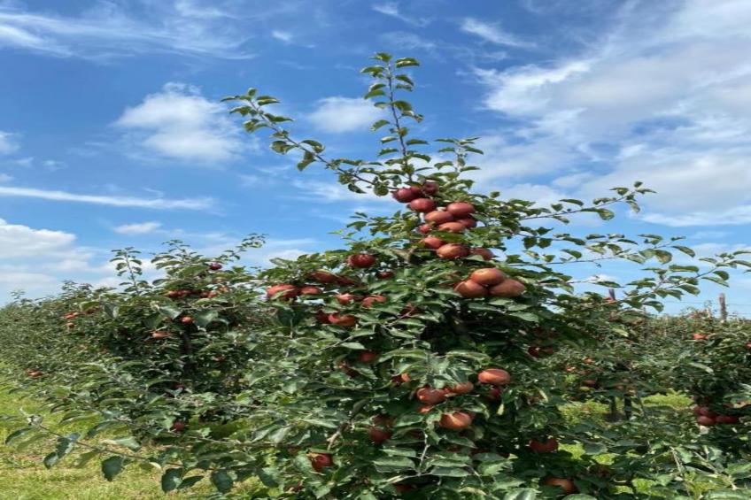 Licykreken - foto 36