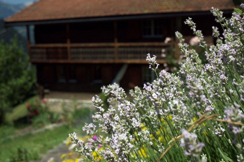 Ferienhaus Baschär, (Buchen), baschaer_buchen - foto 11
