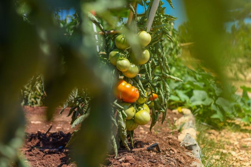 Mobilheim direkt am Strand - foto 10