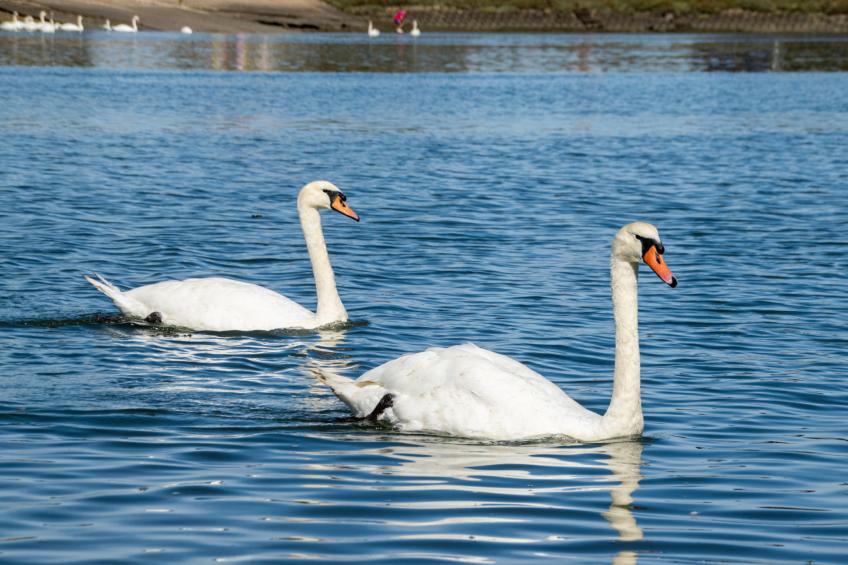 Kings Wharf - foto 31